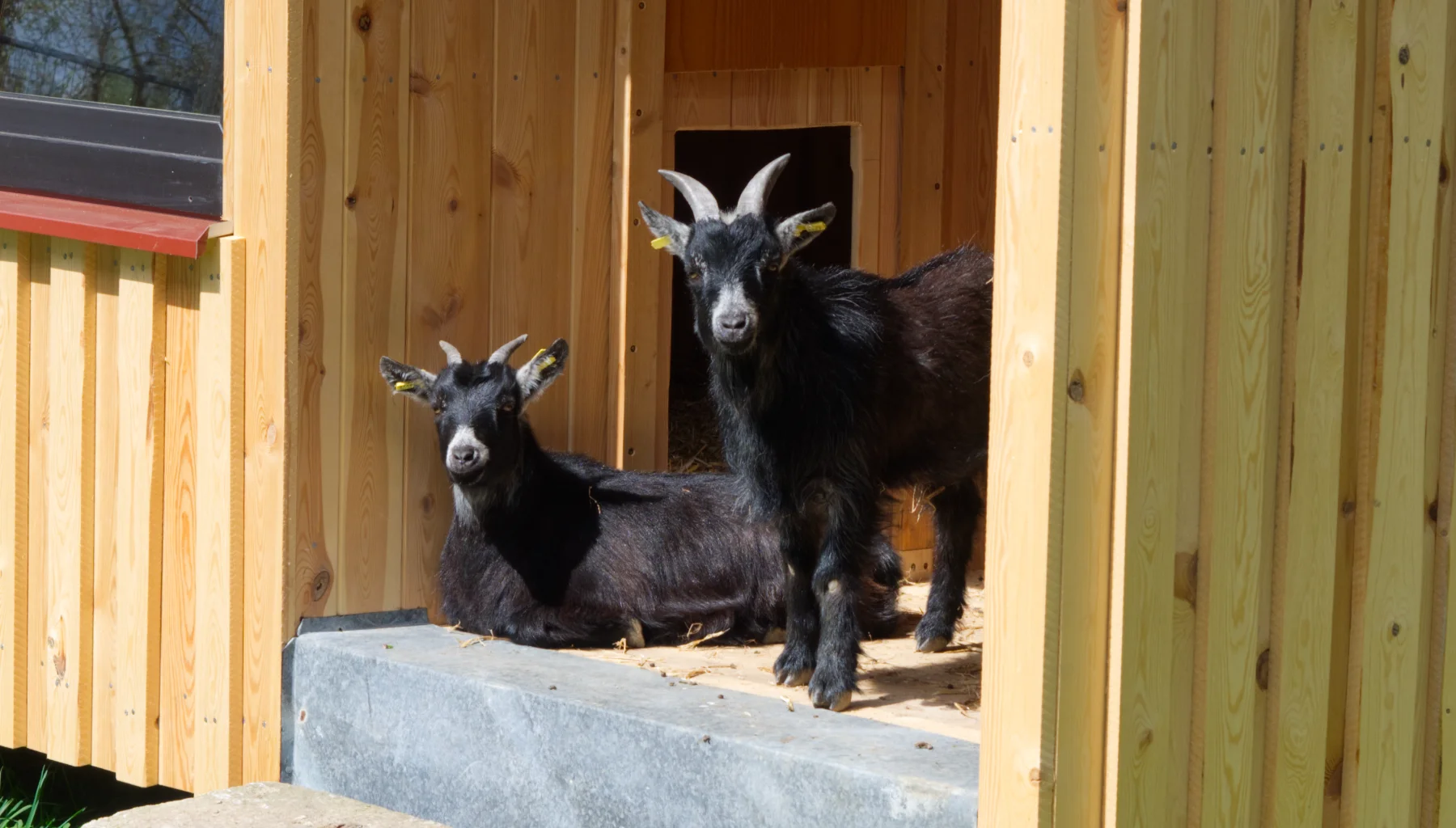 Zwergziegen Kalle und Lotti am Birkholmhof